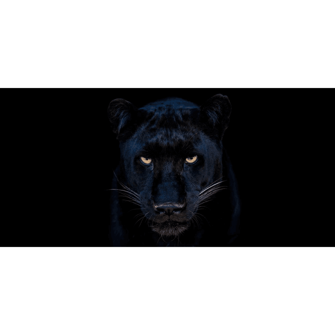 David Yarrow - The Black Panther Club (2025)